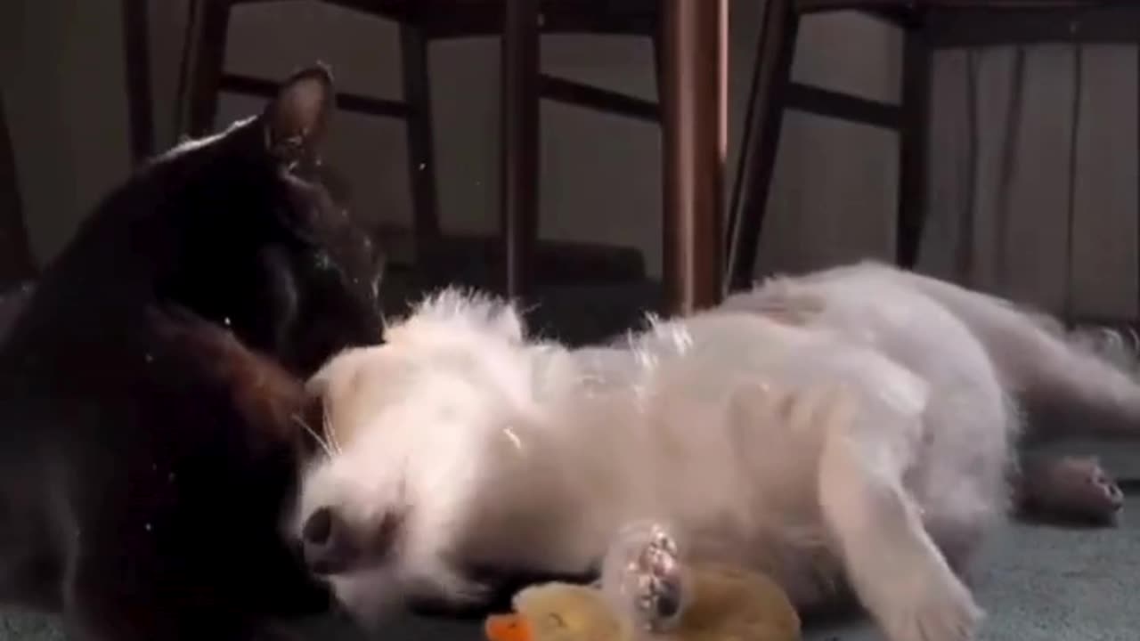 Best Buds: Pup Naps in Kitten’s Lap! 🐶😺💤👫❤️🛌
