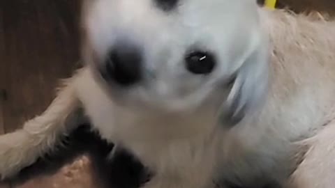 Marley o Curioso!!