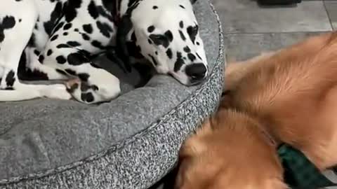 The sweetest