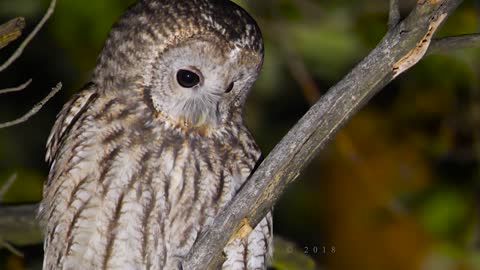 Tawny owl sounds in the forest