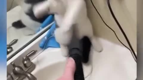 funny cats