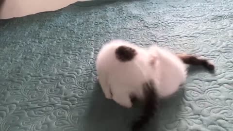Cute Kittens - Funny and Cute Cat Videos Compilation 2023