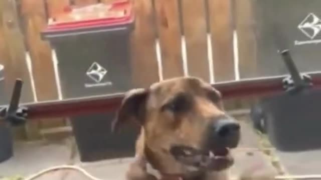 Funniest Animals Video Funny Dogs #funny #funnyvideo #funnyvideos #dog #funnydogs #doglover #animal