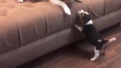 Mother dog teaching cute puppy to climb the sofa 😍😍🐶