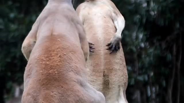A good breeder learns nothing but bad [anger]# kangaroo