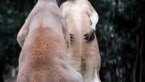 A good breeder learns nothing but bad [anger]# kangaroo