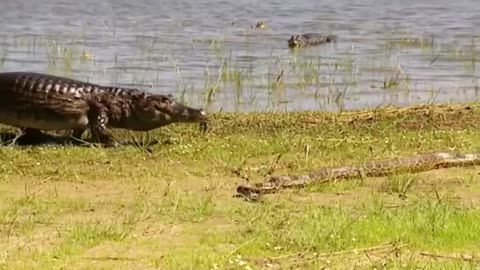 This Anaconda Kills An Alligator