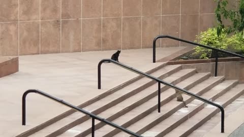 20240515 082216 Tux and CPACat3 on Stairs