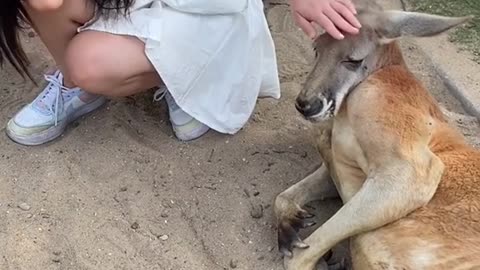 Daddy Kangaroo must be having a wonderful time, you think