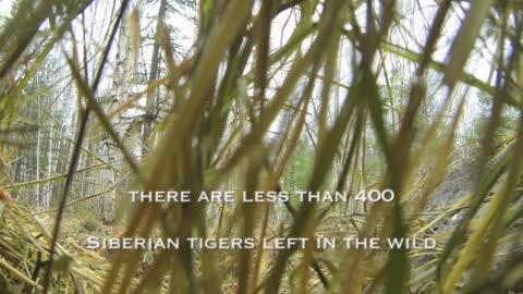 Incredibly Rare Siberian Tiger Release - GoPro Video of the Day