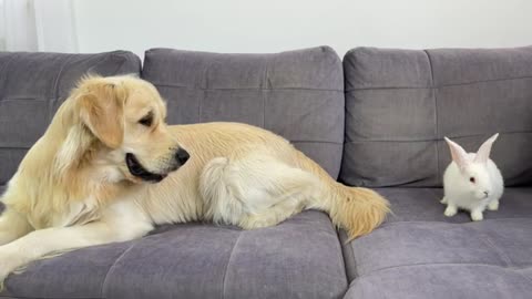 The sweet relationship between a Golden Retriever and a rabbit in this captivating video #Video 25