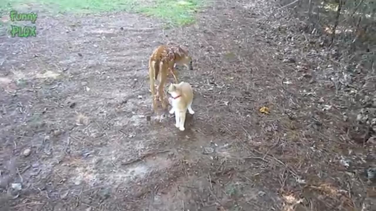 Most Funny and Cute Baby Deer Videos Compilation 2023