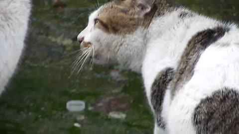 Away Pusa