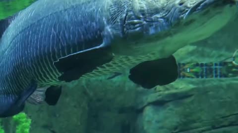 Arapaima | Amazon's Ancient Giant Fish
