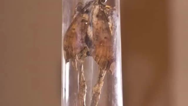 Yes FAIRIES are REAL!! It's DNA is 98.5% similar to HUMAN?!?!?! #Alien #ET #Disclosure 👉👉👉 Follow me