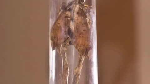 Yes FAIRIES are REAL!! It's DNA is 98.5% similar to HUMAN?!?!?! #Alien #ET #Disclosure 👉👉👉 Follow me