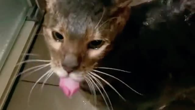 Who can refuse a kitten with a strange brain circuit.