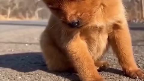 2023 ! VIDEO 13 #shorts #funnyfails #pets
