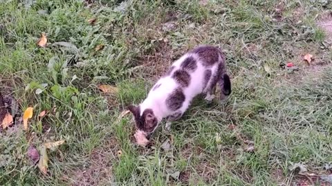 Cute cat walking in the yard. A relaxing, calming cat video.