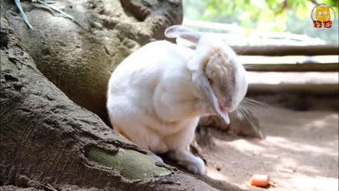 Top 10 Most Popular Pets In The UK 2021 Blitz Bitz