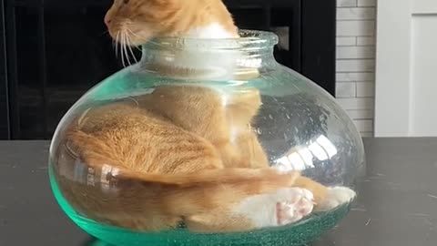 cats funny videos