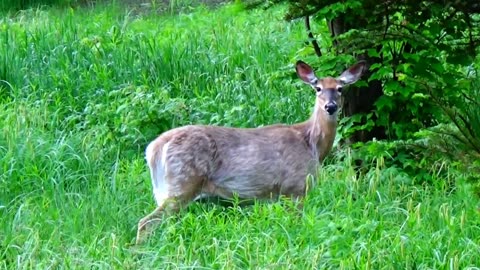 White-tailed deer