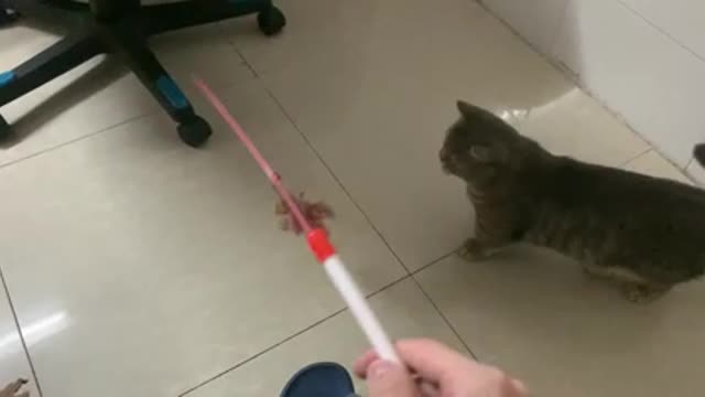 A cat at play