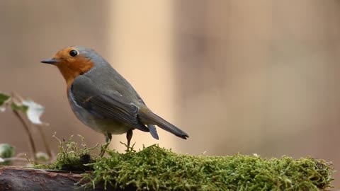 Nature And Wildlife Video – Bird