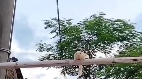 Such a cute animal, your success makes me proud