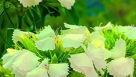 most popular video about Natural beauty