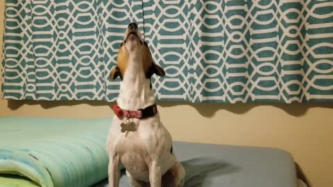 Jack Russell Howl