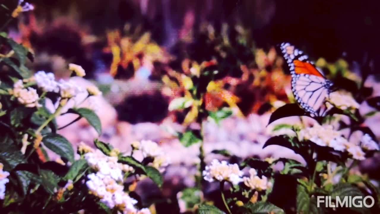 THE BES RELAXING GARDEN # BUTTERFLIES AND FLOWERS 🌹🌺