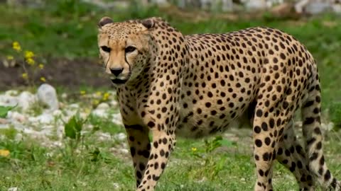 the life of wild animals and pets
