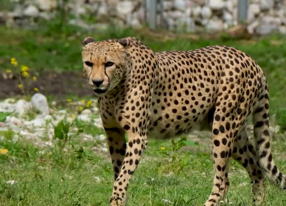 the life of wild animals and pets