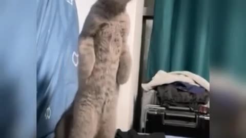 Cute cats | funny cat | new video