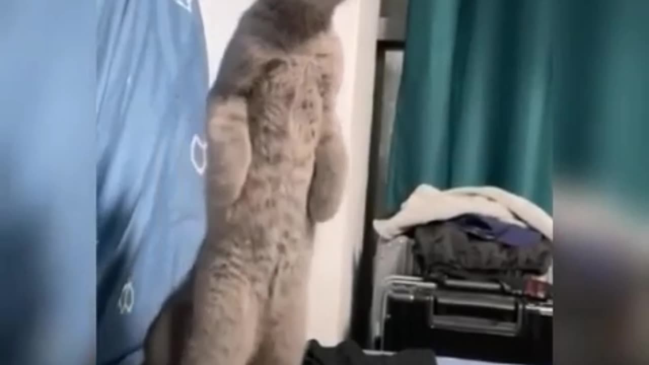 Cute cats | funny cat | new video
