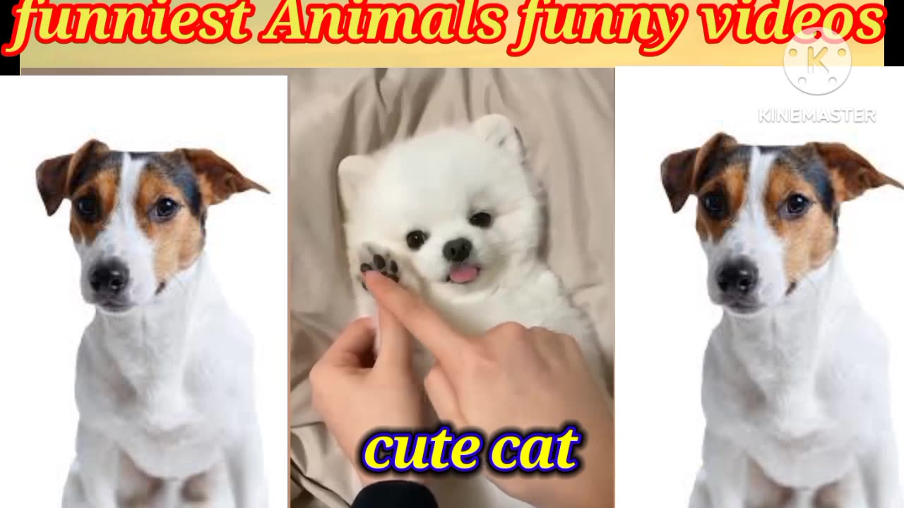 Funniest Animals 🐕funny dog and 🐱cat cute videos