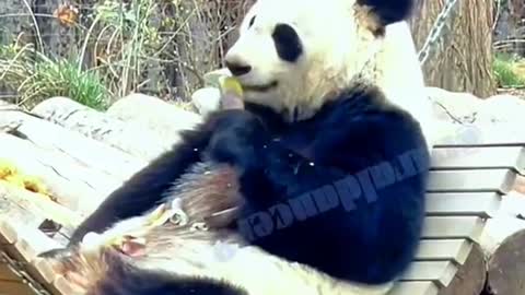 The lovely giant panda come and have a look