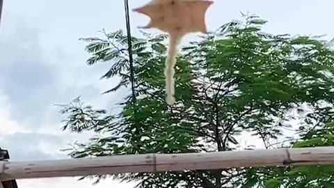 flying squirrel cute sugar glider flying and landing in hand #shorts-
