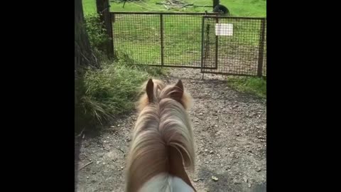 Funny and Cute Horse Videos Compilation cute moment of the horses- Cutest Horse #5-18