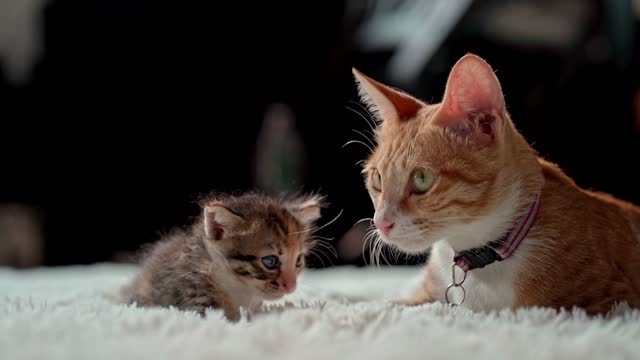 Cats