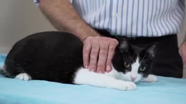 SQUISH - THAT - CAT 😺