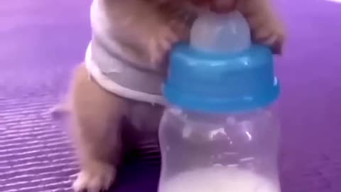 cute Cat and milk