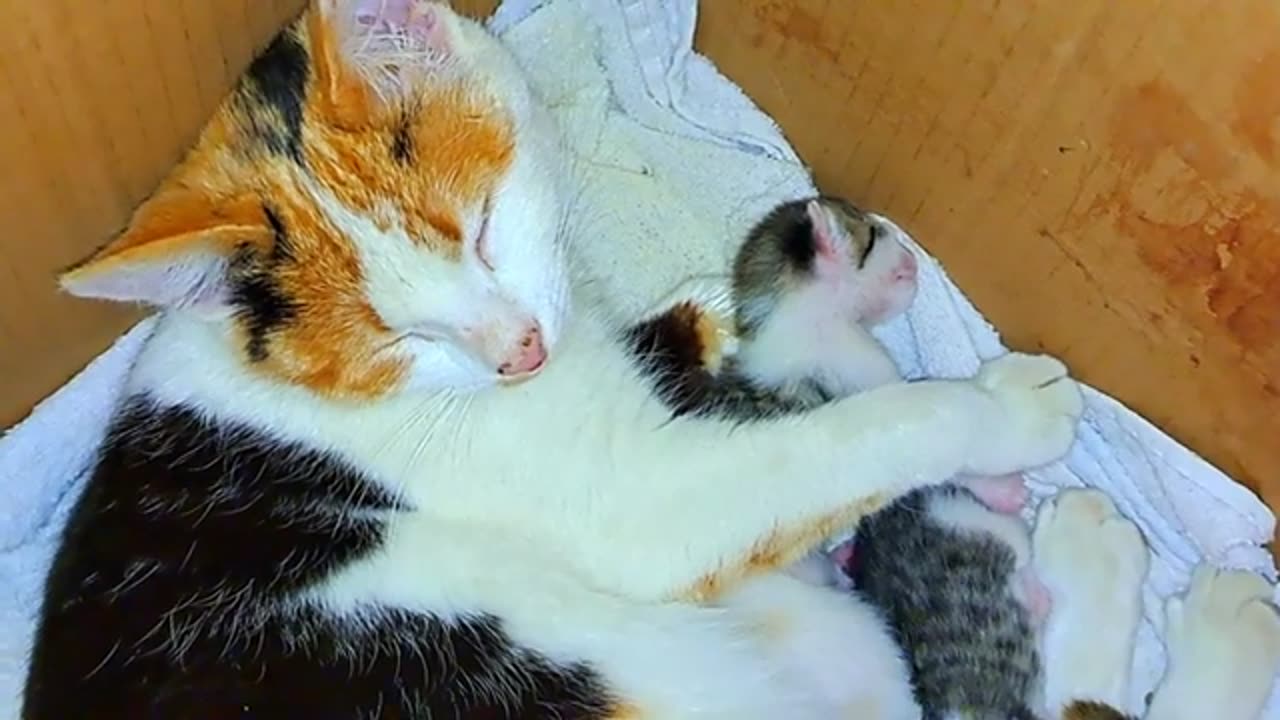 A mother cat feeds her baby kittens. Cute, baby cats are beautiful.