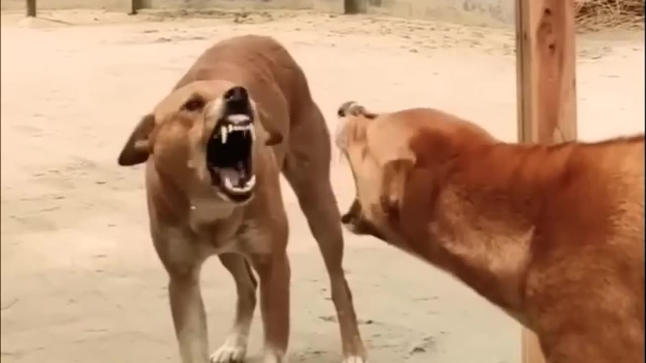 Funny Dog