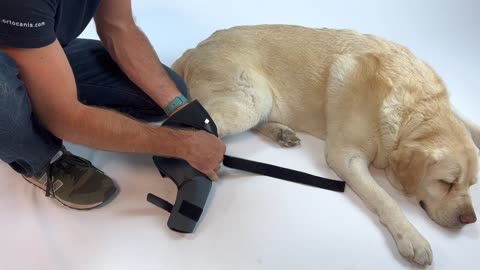 Dog knee brace instructions