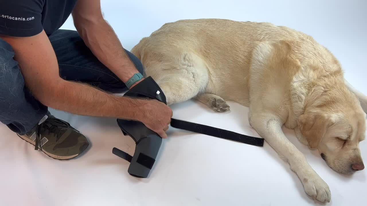 Dog knee brace instructions