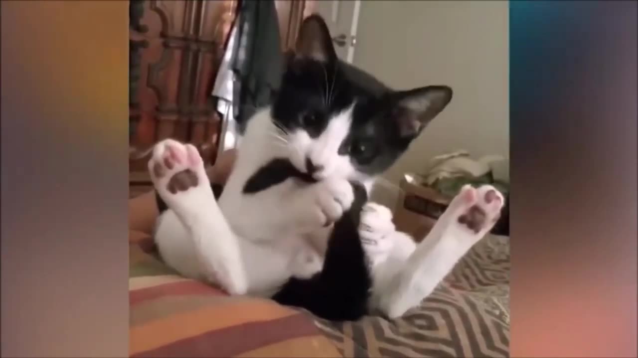 Funny cats and dogs funniest animals funny video of pets❤️🐶