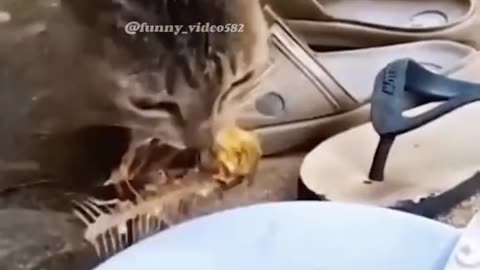 Funny Animals Crazy Compilation