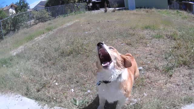 Corgi vs. Water Gun